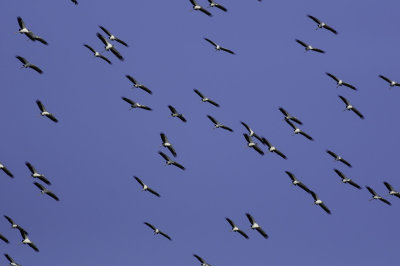 Wood Stork