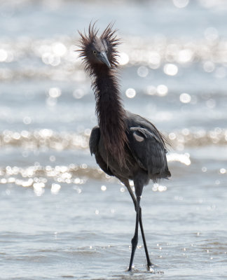 Reddish Egret