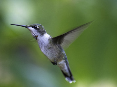 Ruby-throated Hummingbird