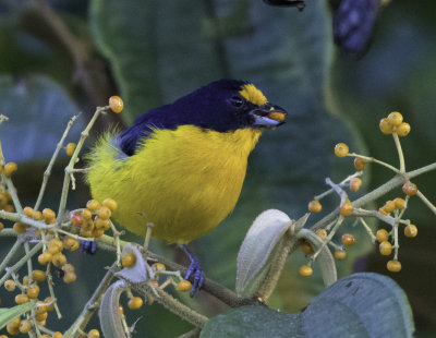 Violaceous Euphonia