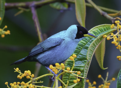 Green Honeycreeper