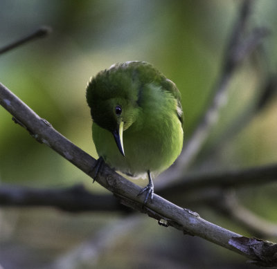 Green Honeycreeper