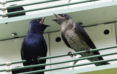 Purple Martin