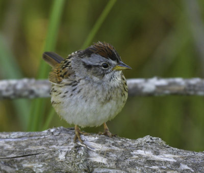 Chipping Sparrow