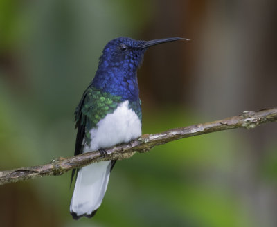 White-necked Jacobin