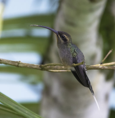 Green Hermit 