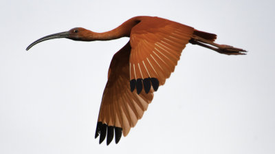 Scarlet Ibis