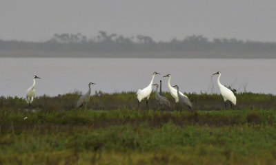 Sandhill Cranes / Whooping Cranes