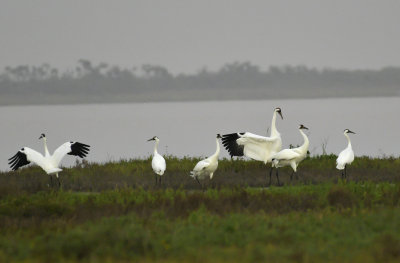 Whooping Crane