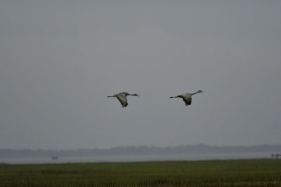 Sandhill Crane