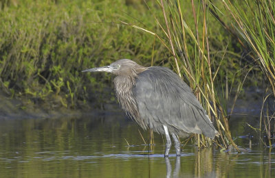 Reddish Egret