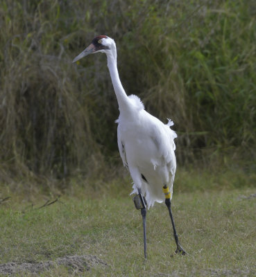 Female Whooping Crane