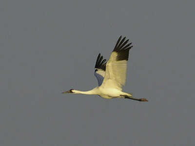 Whooping Crane