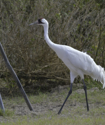 Whooping Crane