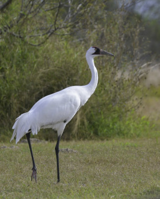 Male Whooping Crane
