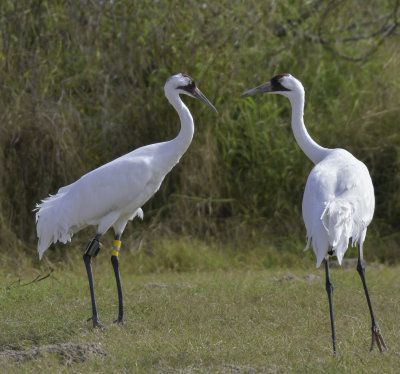 Whooping Cranes