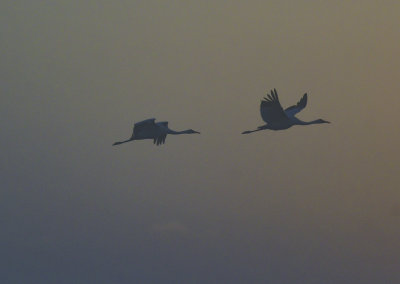 Whooping Crane