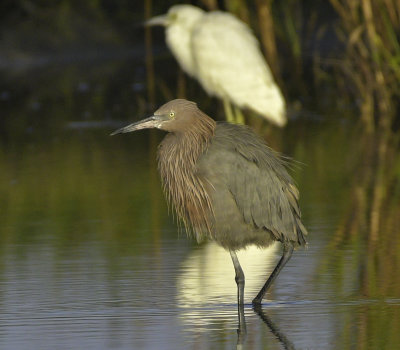 Reddish Egret