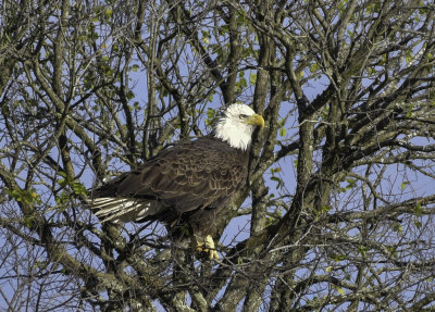 Bald Eagle