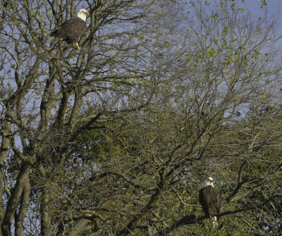 Bald Eagle