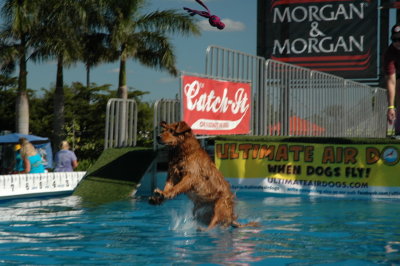 2017 Hogs and Air Dogs 07.JPG