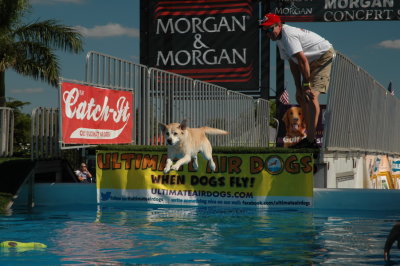 2017 Hogs and Air Dogs 23.JPG