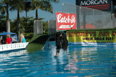 2017 Hogs and Air Dogs 29.JPG