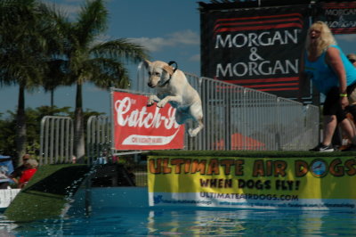 2017 Hogs and Air Dogs 37.JPG