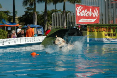 2017 Hogs and Air Dogs 38.JPG