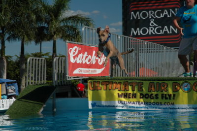 2017 Hogs and Air Dogs 43.JPG