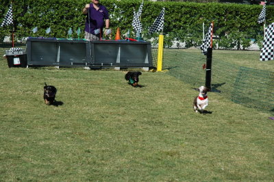 2017 Hogs and Air Dogs 71.JPG
