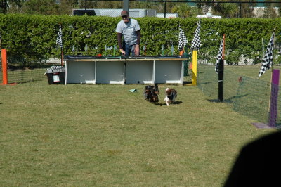 2017 Hogs and Air Dogs 73.JPG