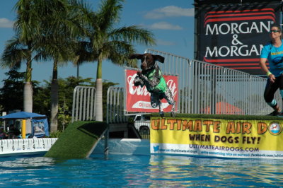 2017 Hogs and Air Dogs 76.JPG