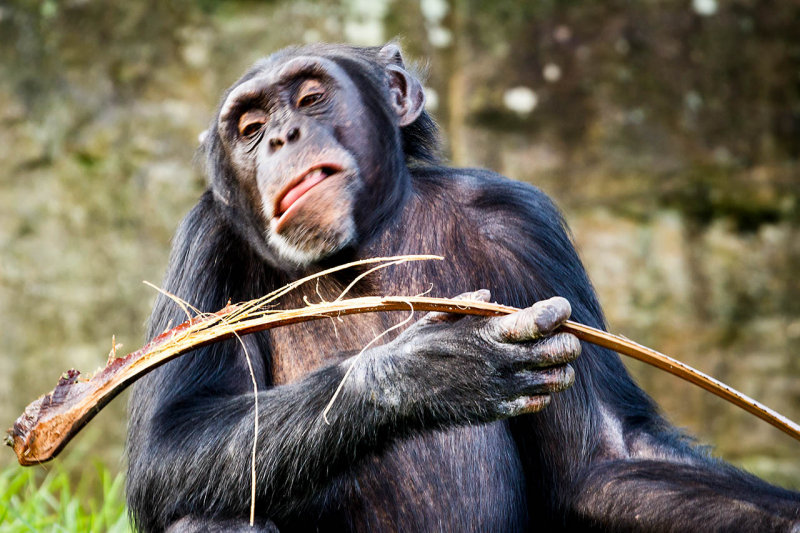 Taronga Zoo