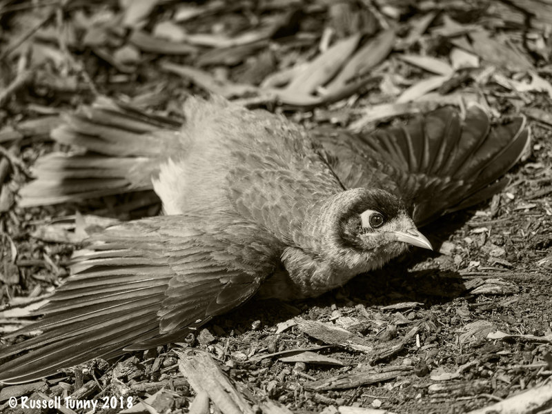 Noisy Minor Dust Bath