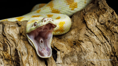 Albino Darwin Carpet Snake