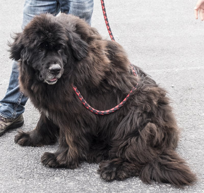 150 lbs of Newfoundland dog