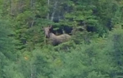 A well hidden moose