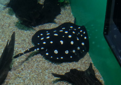 A spotted ray