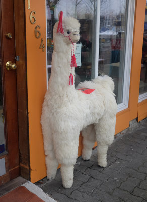 A llama outside a store, Granville Market
