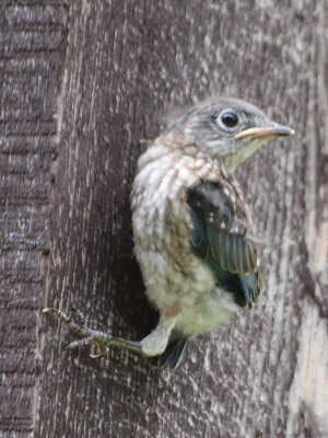 P5190440 copy.jpg