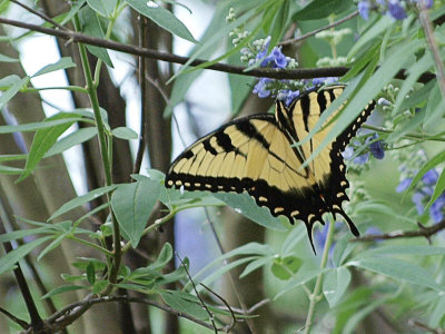 P5190452 copy.jpg