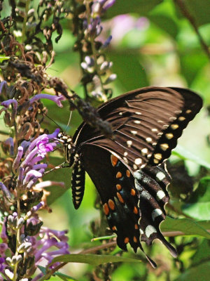 P8210513 copy.jpg