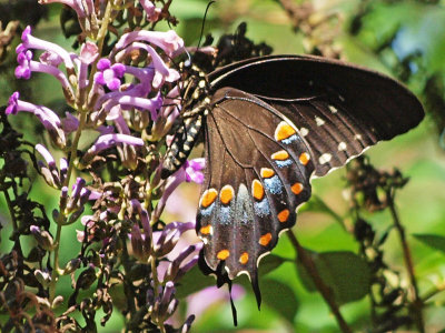 P8210514 copy.jpg