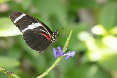 65372201butterfly0817.jpg