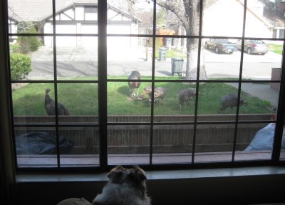 And Turkey Birds in the Front