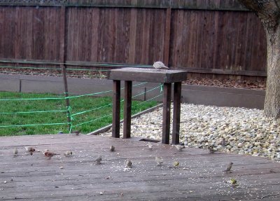 Doves and Sparrows in the Back Yard