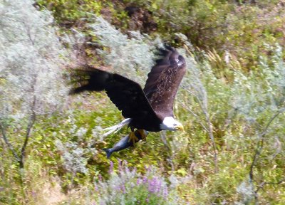 A Bald Eagle Carrying a Bigger Trout than Marlin Schriock Ever Caught