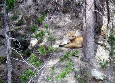 A Red Fox Kit