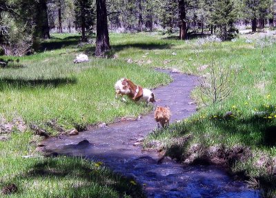 Chuckie and Skye Lea in Wolf Creek Meadow